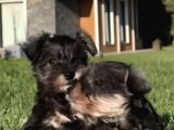 Schnauzer Yavrulari İstanbul
