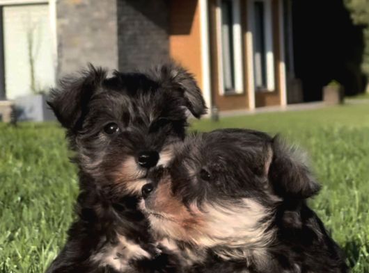 Schnauzer Yavrulari İstanbul görsel