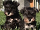 Schnauzer Yavrulari İstanbul