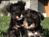 Schnauzer Yavrulari İstanbul