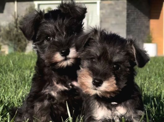 Schnauzer Yavrulari İstanbul görsel