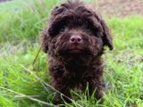 Teacup Chocolate Brown Poodle Bebeği̇mi̇z