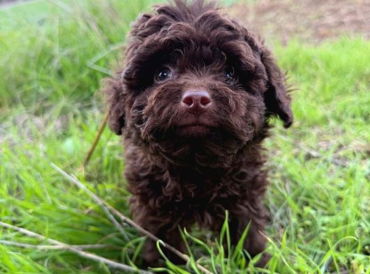 Teacup Chocolate Brown Poodle Bebeği̇mi̇z görsel
