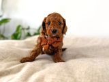 Safkan Oyuncak Bebeğim Toy Poodle