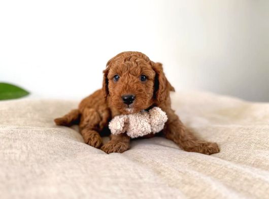 Safkan Oyuncak Bebeğim Toy Poodle görsel