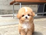 Krem Renk Maltipoo Yavrularımız