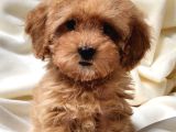 Veteriner teknikerinden kilo sağlık ve ırk garantili poodle