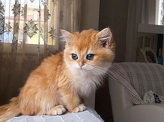Golden Bebekler görsel