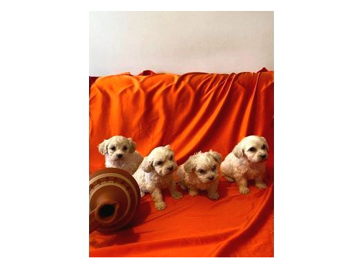 Maltipoo Yavrularım Ev Doğumu