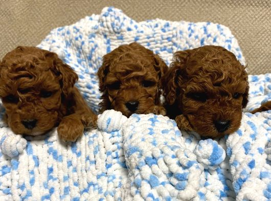 Kıvır Kıvır Sıfır Numara Orjinal Poodle Minişlerim görsel