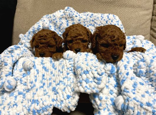 Kıvır Kıvır Sıfır Numara Orjinal Poodle Minişlerim görsel
