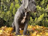 Kralların Koruması Devasa Cane Corso Yavrumuz