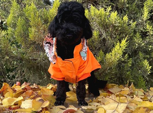 Dişi Siyah İnci Toy Poodle Yavrumuz görsel