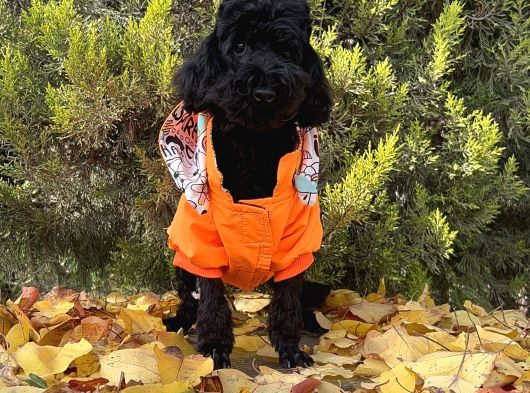 Dişi Siyah İnci Toy Poodle Yavrumuz