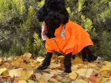 Dişi Siyah İnci Toy Poodle Yavrumuz