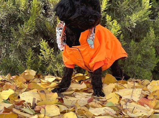 Dişi Siyah İnci Toy Poodle Yavrumuz görsel