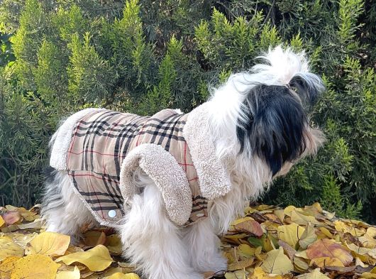 Morkie Mavi Gözlü Emsalsiz Güzellikte Yavrumuz görsel