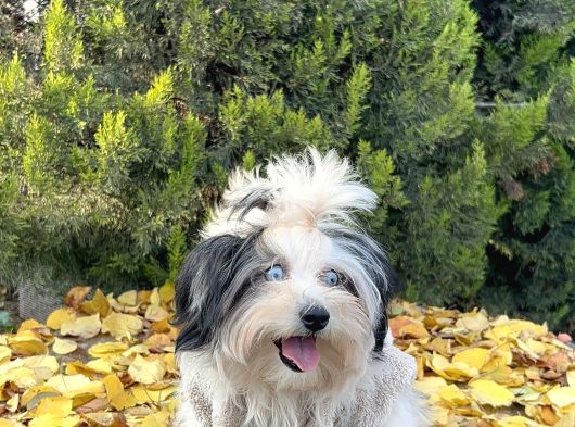 Morkie Mavi Gözlü Emsalsiz Güzellikte Yavrumuz görsel
