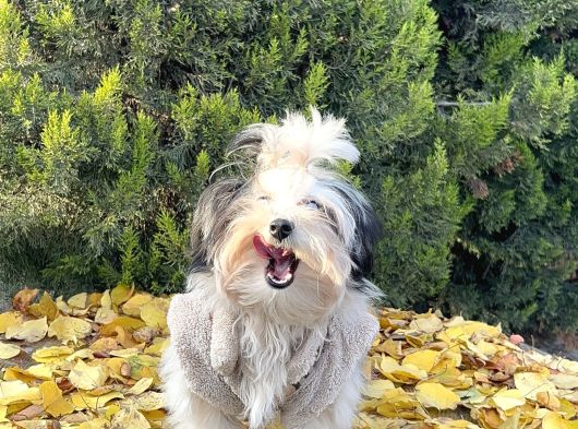 Morkie Mavi Gözlü Emsalsiz Güzellikte Yavrumuz görsel
