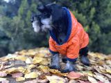 Irkının En Güzeli Minyatür Schnauzer Yavru