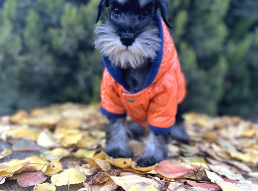 Irkının En Güzeli Minyatür Schnauzer Yavru görsel