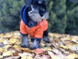 Irkının En Güzeli Minyatür Schnauzer Yavru
