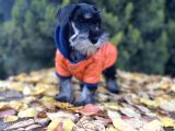 Irkının En Güzeli Minyatür Schnauzer Yavru