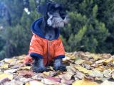 Irkının En Güzeli Minyatür Schnauzer Yavru