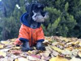 Irkının en güzeli Minyatür schnauzer yavru