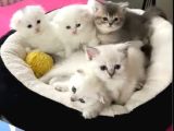 ANATOMİ HARİKASI SCOTTİSH BEBEKLER