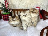 Golden Kaliteli Güzellikte Sağlıklı
