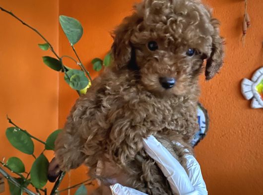 Yılbaşı Kurabiyesi Kore Kan Red Brown Toy Poodle Yavru görsel