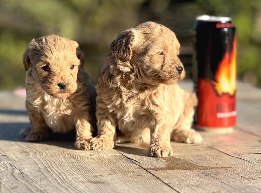 Teacup Boy Biblo Maltipoo Bebekler görsel