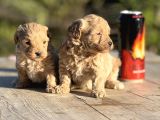 Sevimli Minik Maltipoo Bebekler