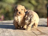 Teacup Boy Biblo Maltipoo Bebekler