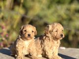 Sevimli Minik Maltipoo Bebekler
