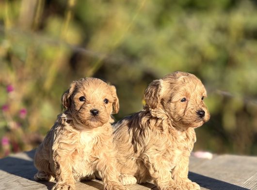 Sevimli Minik Maltipoo Bebekler görsel