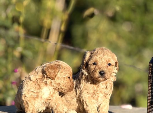 Sevimli Minik Maltipoo Bebekler görsel