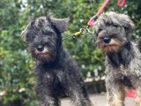 Miniatür 4 Aylık Schauzer Yavrular