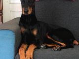 King Doberman Bebekler