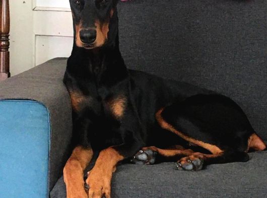 King Doberman Bebekler görsel
