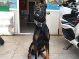 King Doberman Bebekler