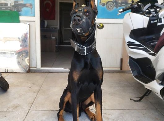 King Doberman Bebekler görsel
