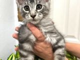 Şecereli 3-4 Aylık Maine Coon Yavrular
