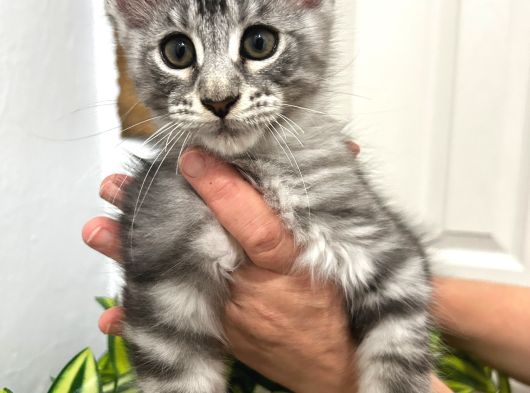 Şecereli 3-4 Aylık Maine Coon Yavrular görsel