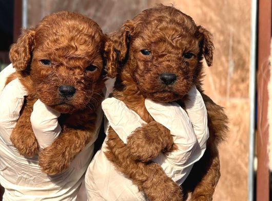 Kore Toy Poodl Yavrularımız Ruhsatlı Çiftliği Mızden görsel