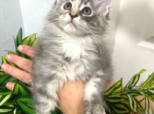 Şecereli 3-4 Aylık Maine Coon Yavrular görsel