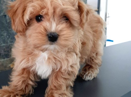 Bi̇r Bi̇ri̇nden Güzel Malti̇poo Yavrulari̇ İstanbul görsel