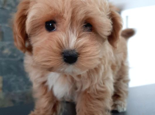 Bi̇r Bi̇ri̇nden Güzel Malti̇poo Yavrulari̇ İstanbul görsel