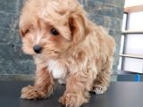 Bi̇r Bi̇ri̇nden Güzel Malti̇poo Yavrulari̇ İstanbul